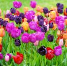 от СОФИЯ и ПЛОВДИВ - ФЕСТИВАЛ НА ЛАЛЕТАТА В ПИТЕЩИ,КРАЙОВА,СОЛНА МИНА ОКНЕЛЕ МАРИ